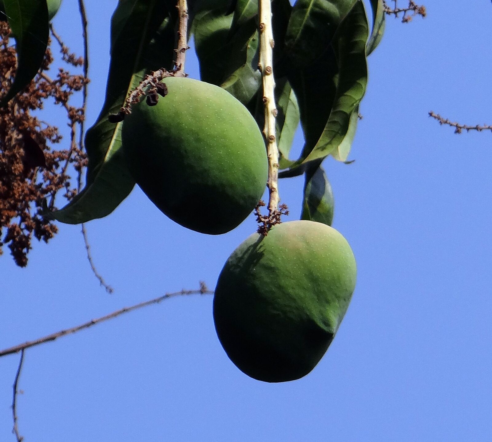 Sony DSC-HX200V sample photo. Mango, mangifera indica, fruit photography