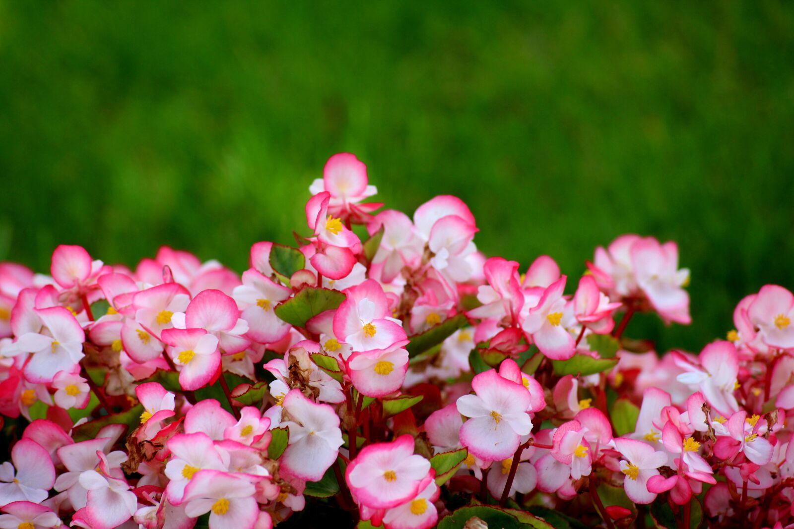Canon EOS 1200D (EOS Rebel T5 / EOS Kiss X70 / EOS Hi) sample photo. Begonias, flowers, decorative photography