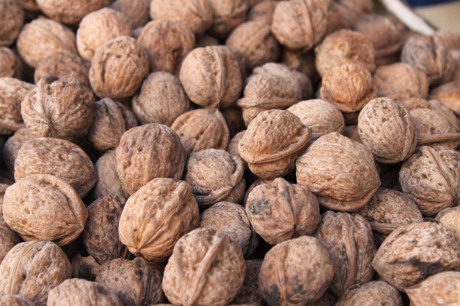 Canon EOS 500D (EOS Rebel T1i / EOS Kiss X3) sample photo. Morocco, nuts, seeds photography