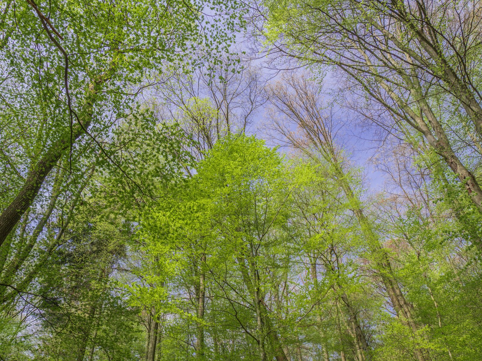 Panasonic DMC-G81 sample photo. Forest, trees, schönwetter photography