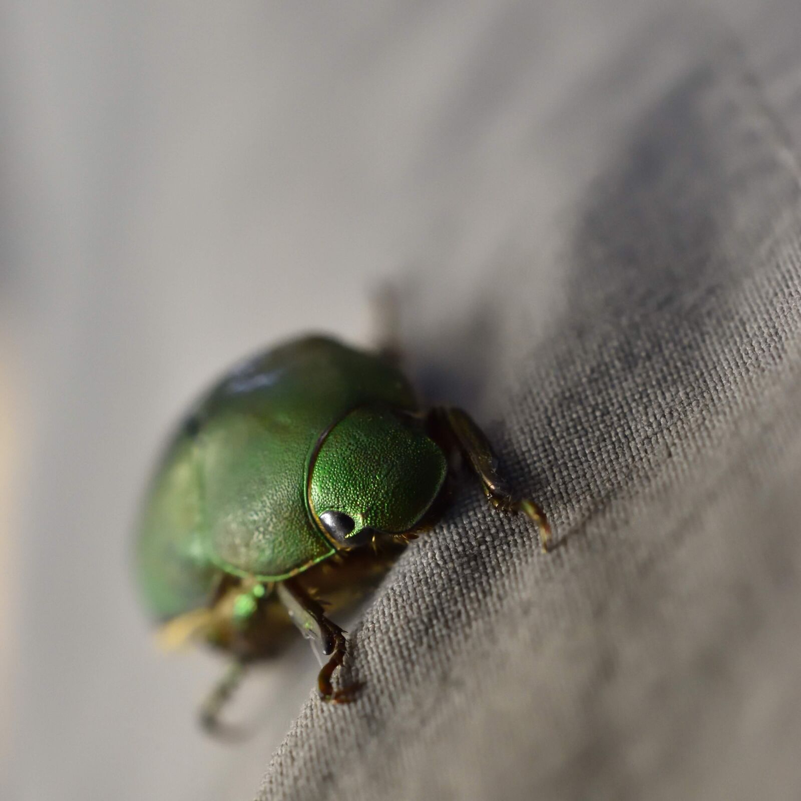 Nikon D3500 sample photo. Green, beetle, nature photography