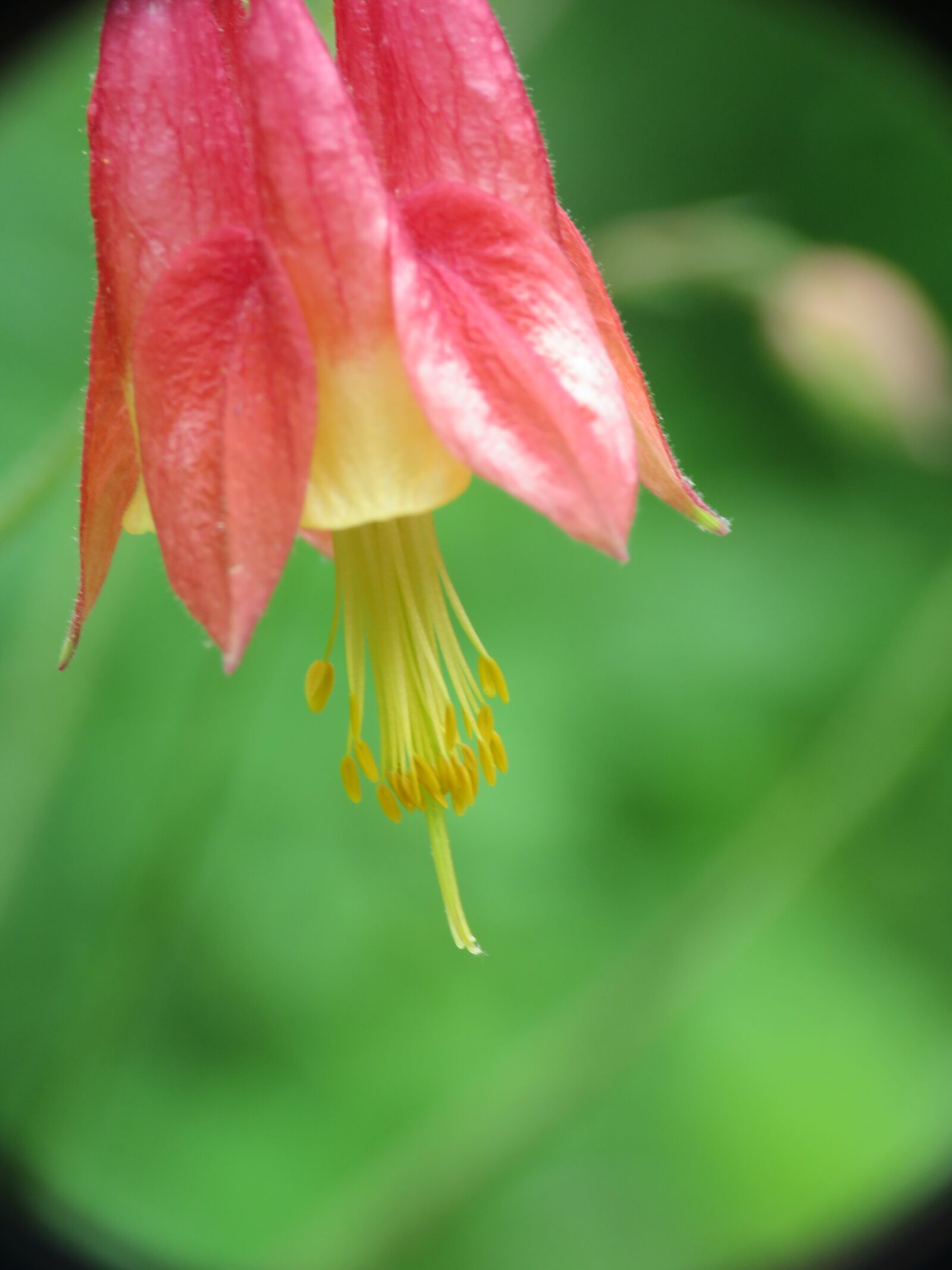 Canon PowerShot SX60 HS sample photo. Flower, red, garden photography