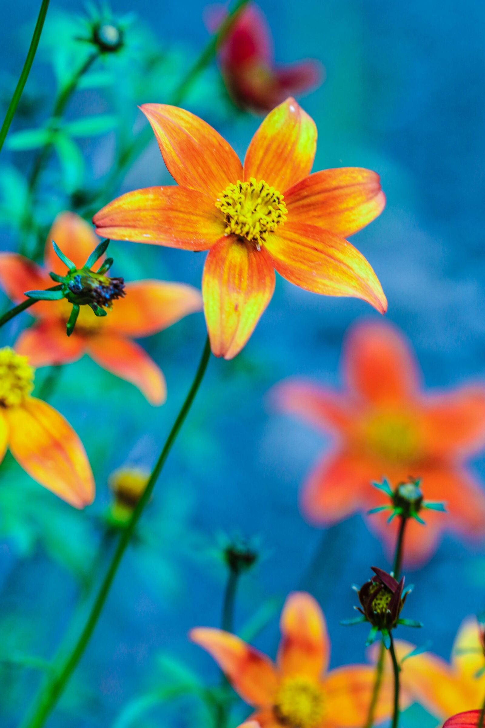 Canon EOS 7D Mark II sample photo. Flower, summer flower, orange photography