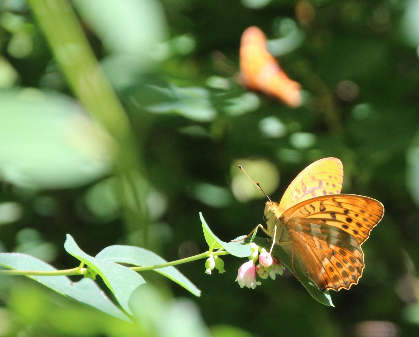 Canon EOS 1200D (EOS Rebel T5 / EOS Kiss X70 / EOS Hi) sample photo. Butterflies, butterfly, insect photography