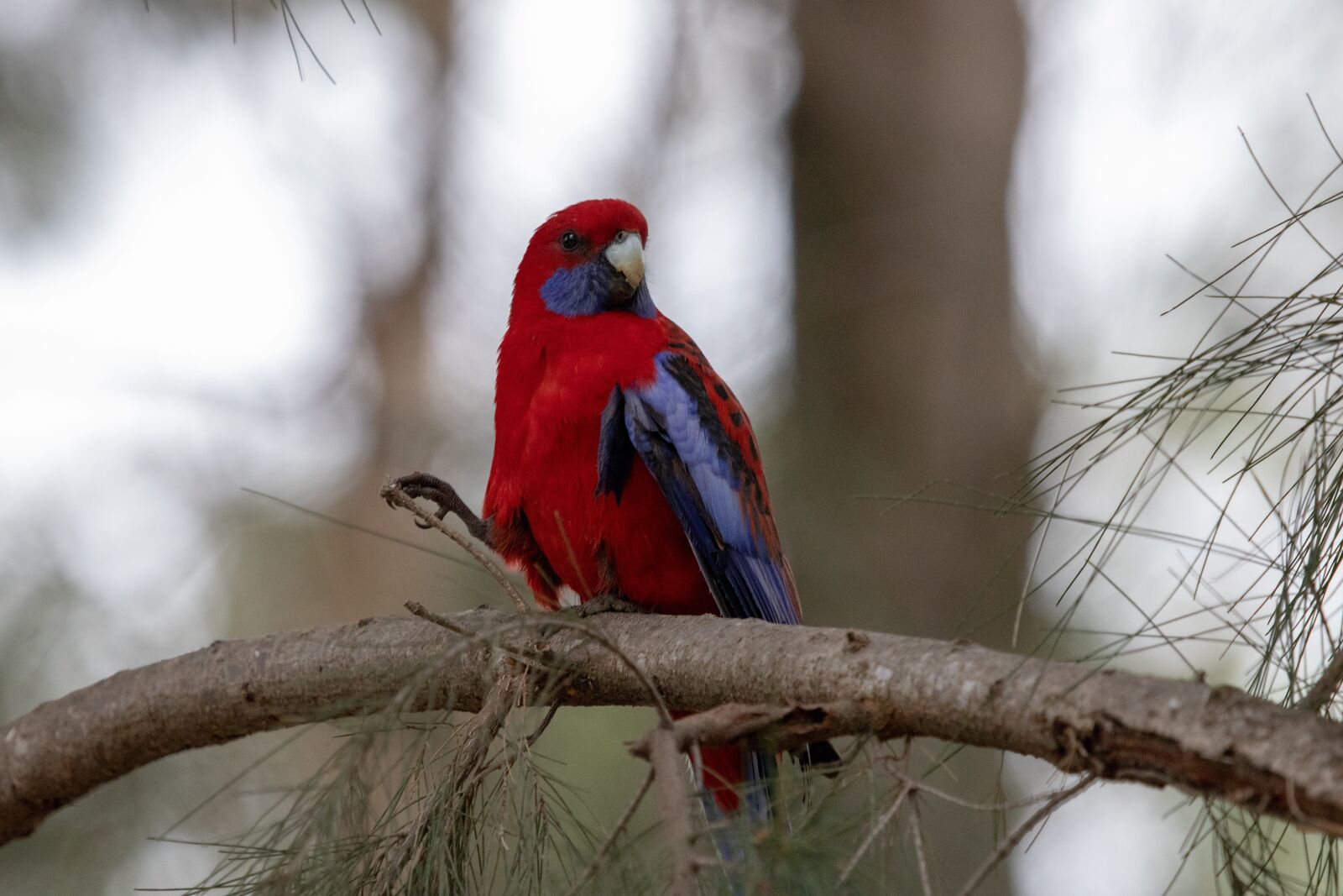 Canon EF 100-400mm F4.5-5.6L IS USM sample photo. Rosella, bird, wild photography