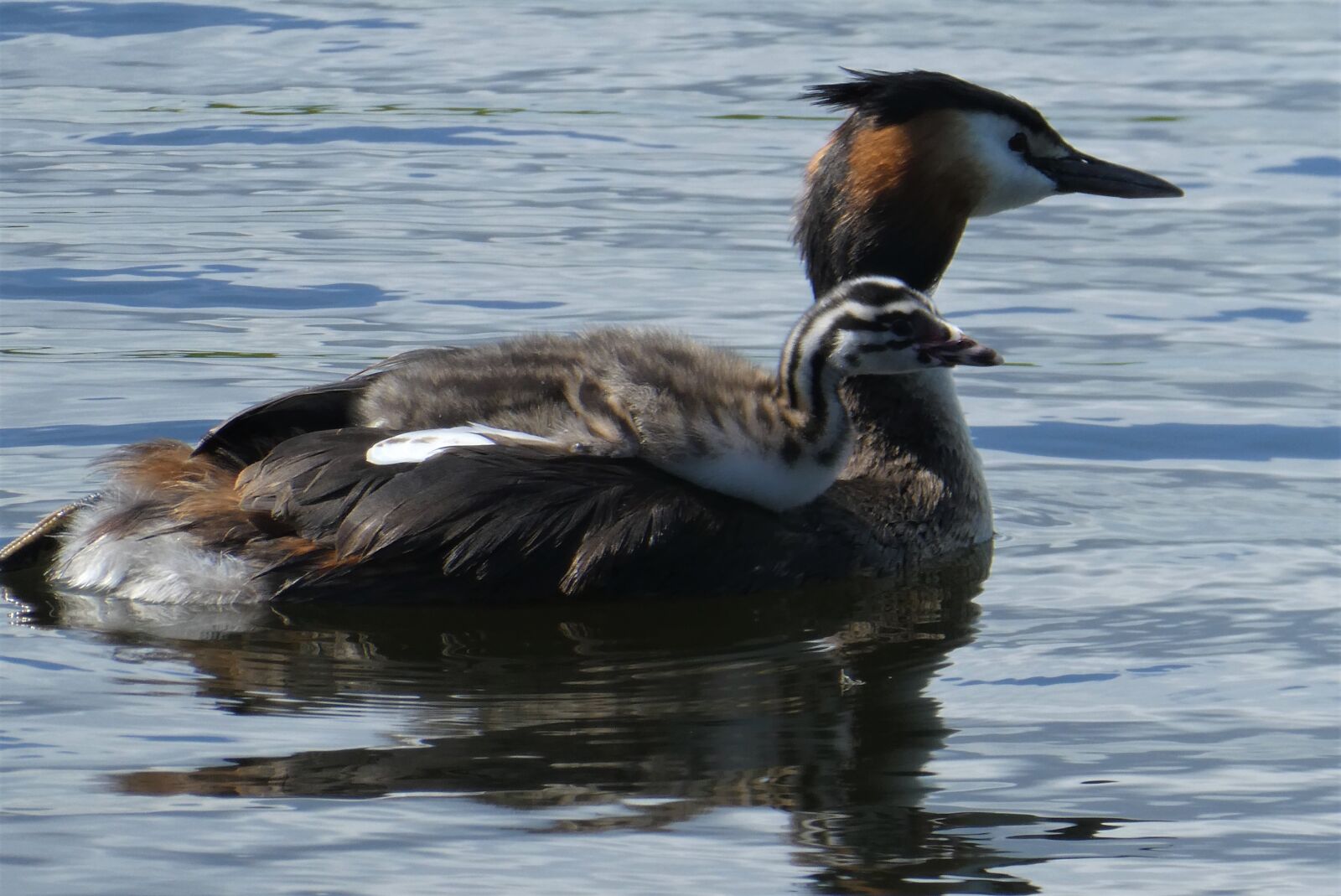 Panasonic Lumix DC-ZS70 (Lumix DC-TZ90) sample photo. Great crested grebe with photography