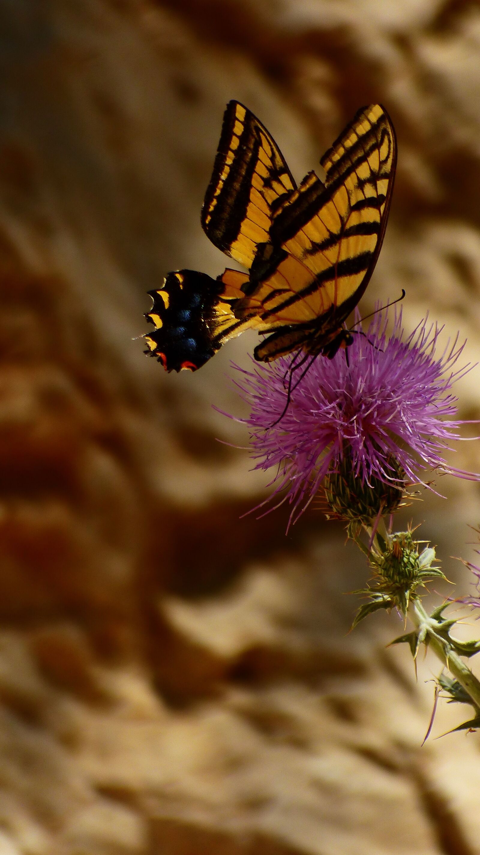 Panasonic Lumix DMC-FZ200 sample photo. Butterfly, wings, summer photography