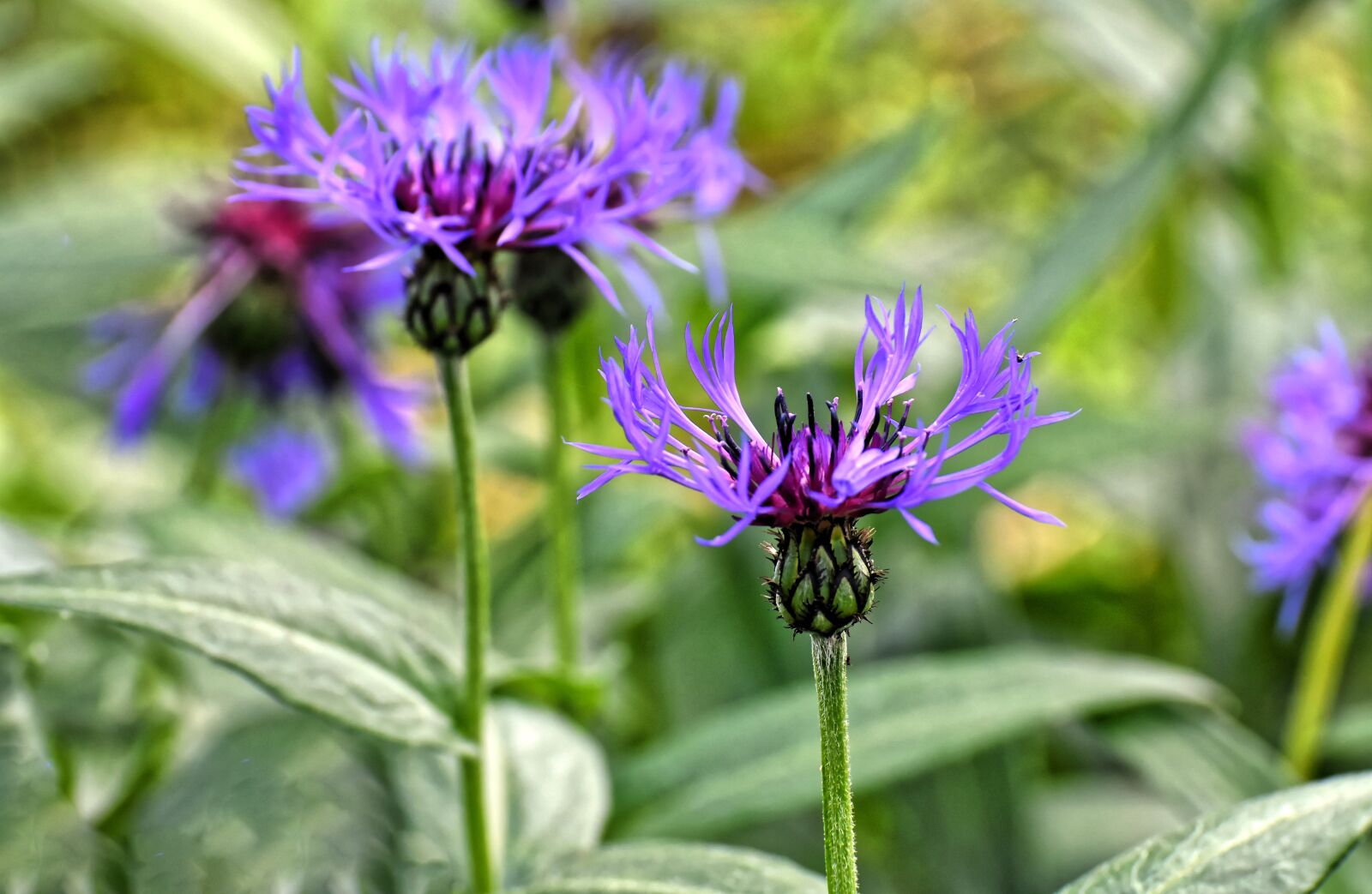 Nikon D7200 sample photo. Mountain crumpled, aster-like, composites photography