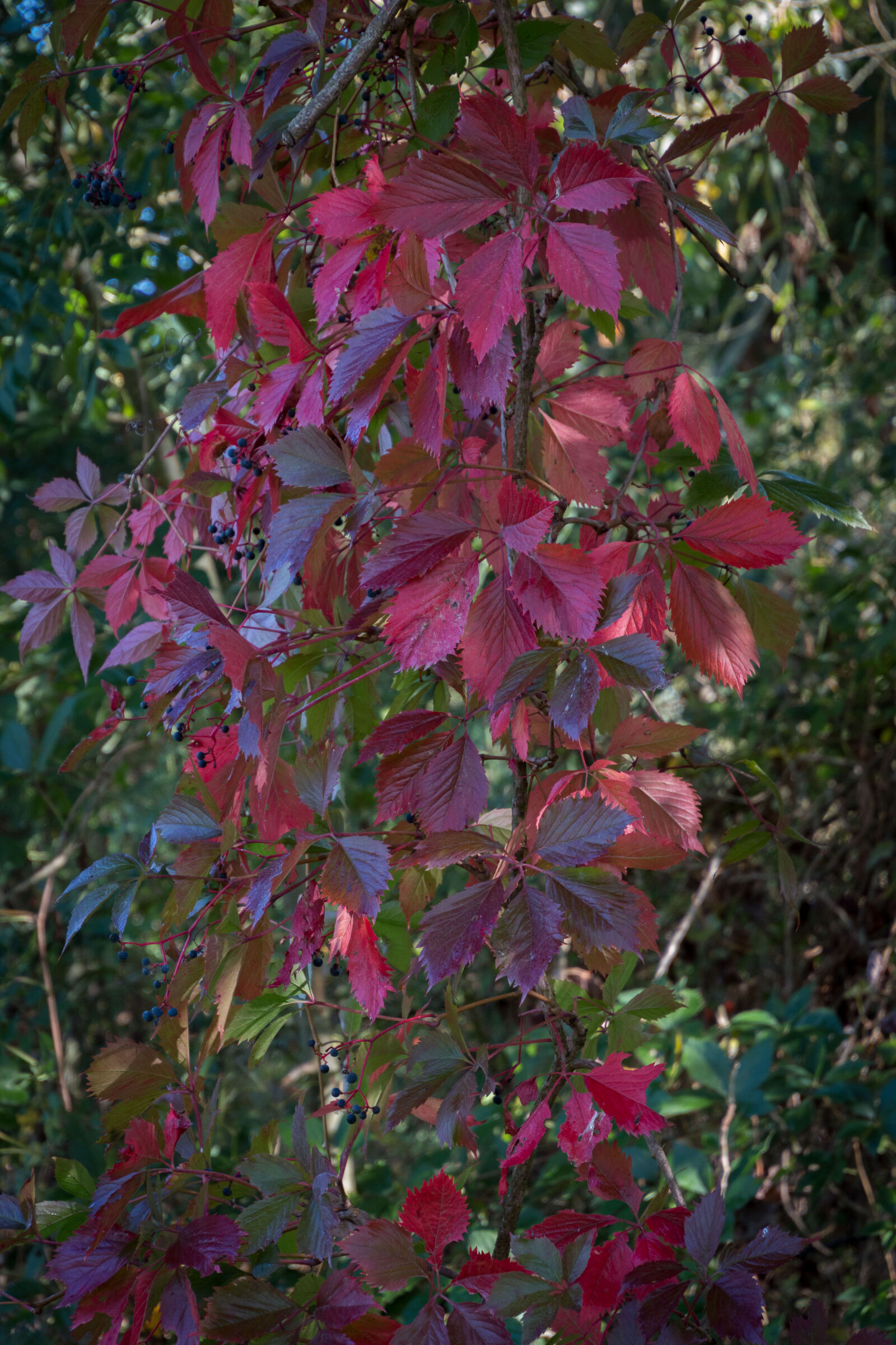 Canon EOS 70D sample photo. Autumn, leaves photography