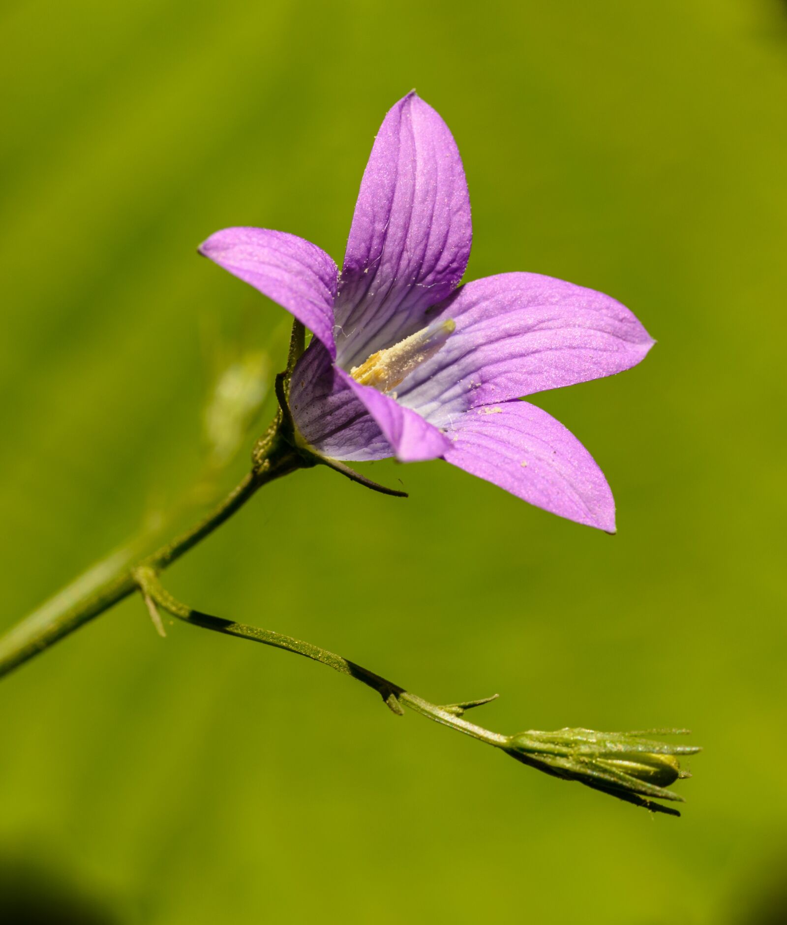 Nikon D800E sample photo. Bell, flower, violet photography