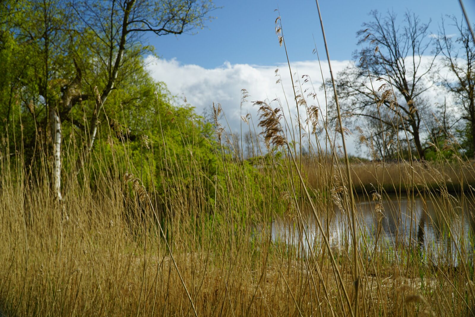 Sony E PZ 18-105mm F4 G OSS sample photo. Park, water, pond photography