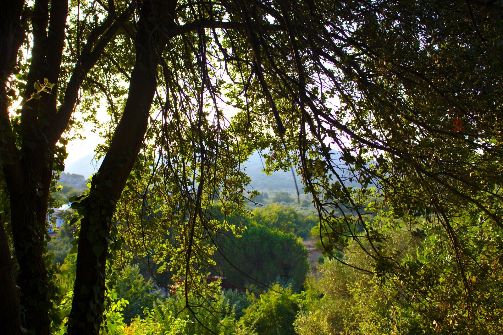 Canon EOS 800D (EOS Rebel T7i / EOS Kiss X9i) sample photo. Trees, nature, forest photography