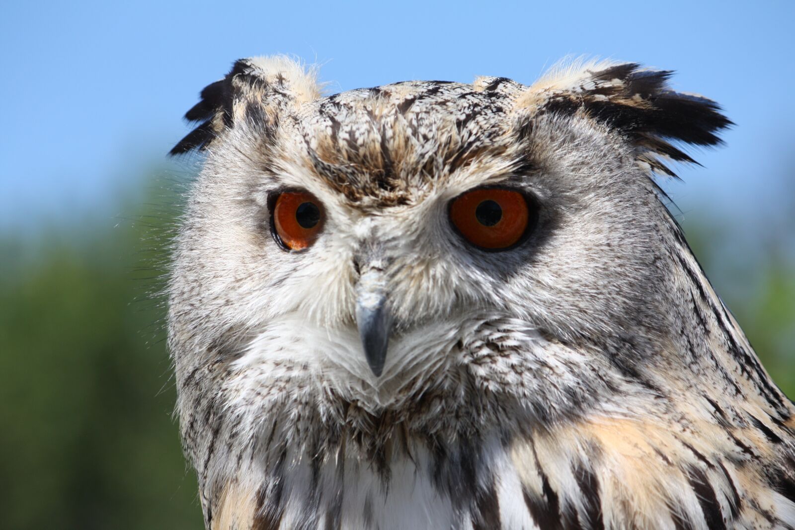 Canon EOS 450D (EOS Rebel XSi / EOS Kiss X2) sample photo. Eagle owl, bird, wildlife photography