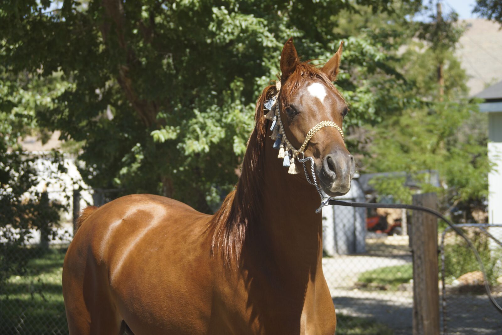 Sony SLT-A77 sample photo. Horse, arabian, mare photography