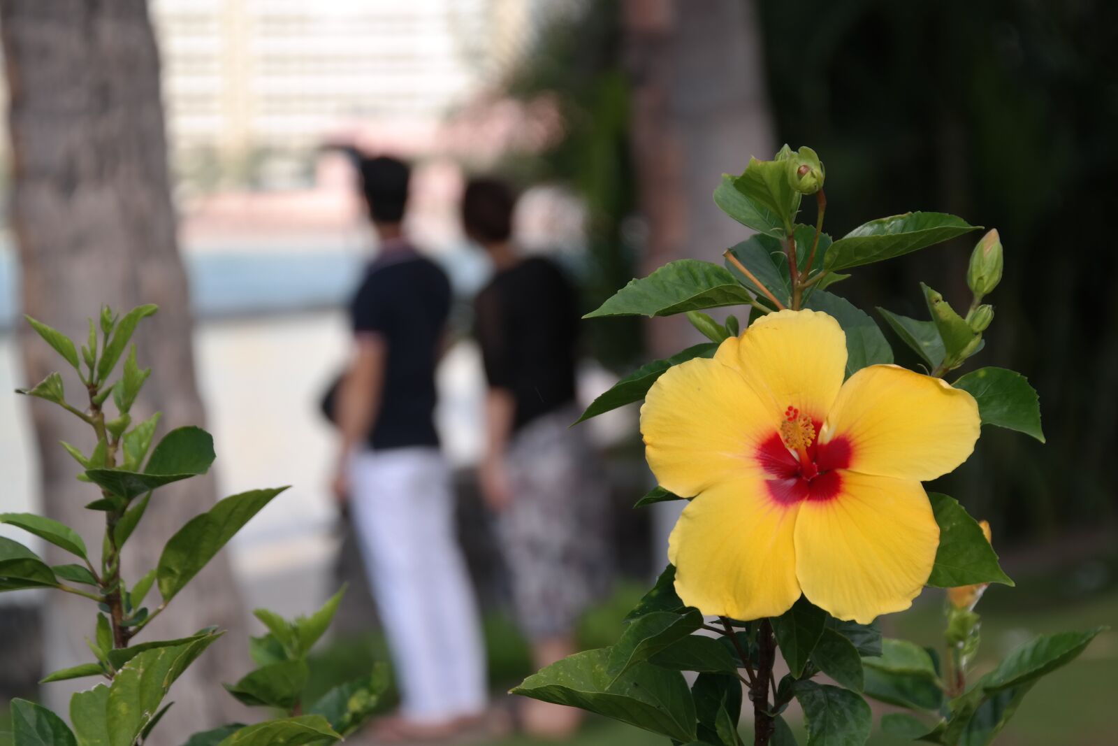 Samsung NX300 sample photo. Hawaii, hibiscus, blossom photography
