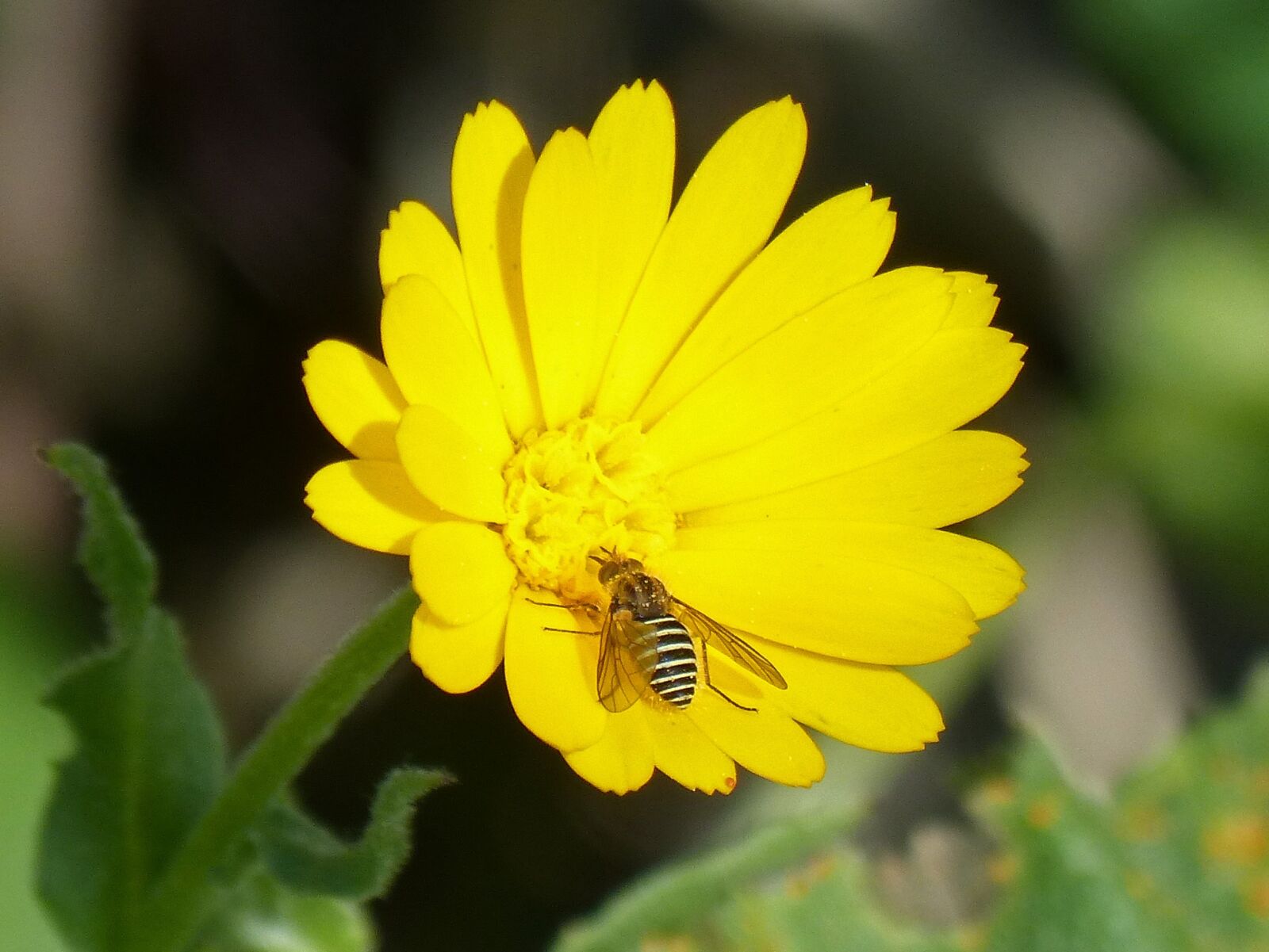 Panasonic DMC-FZ62 sample photo. Hoverfly, false bee, libar photography