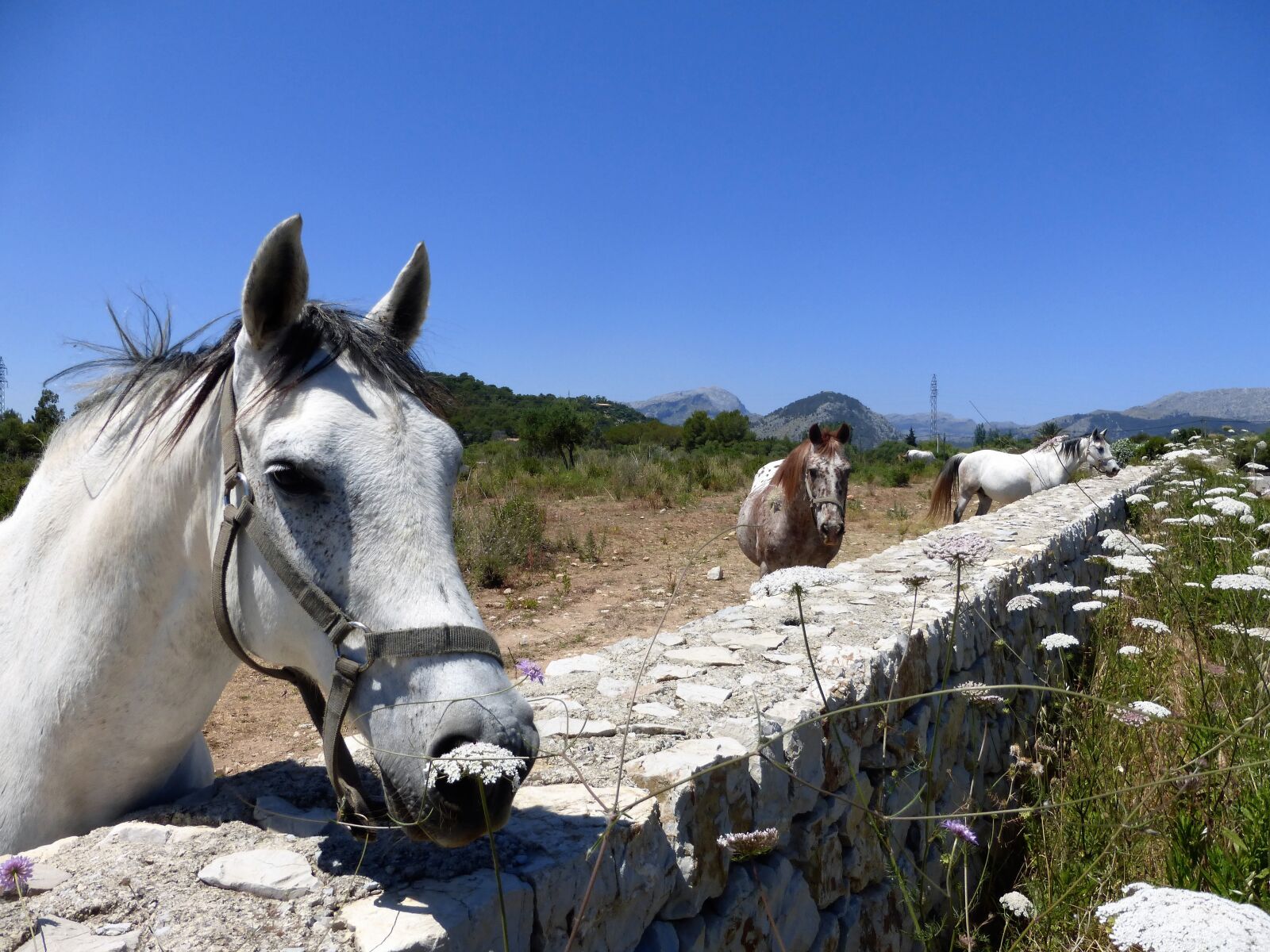 Panasonic Lumix DMC-ZS25 (Lumix DMC-TZ35) sample photo. Horses, palamino's, pollensa photography