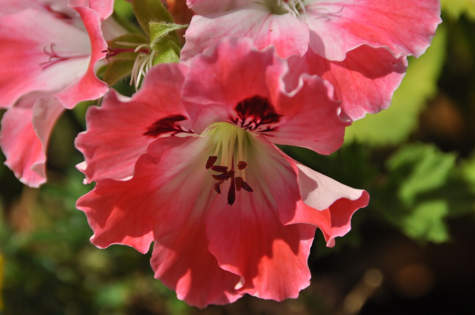Nikon D5000 sample photo. Geranium, flower, pink flower photography