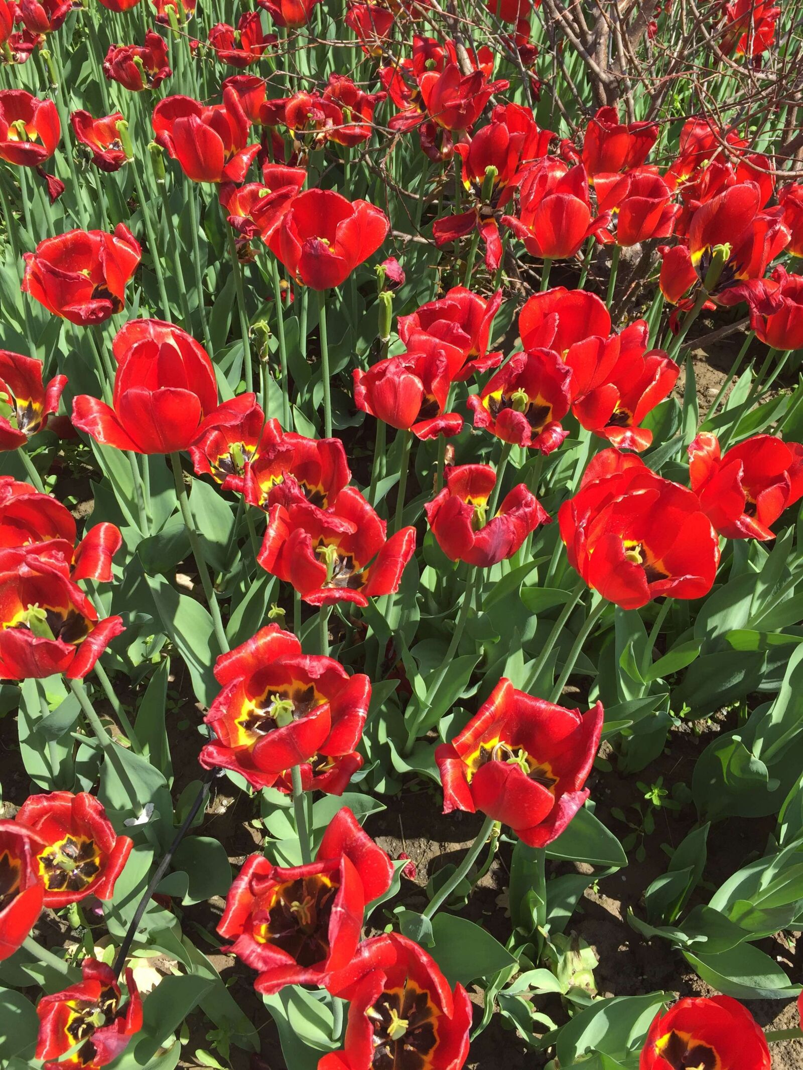 Apple iPhone 6 sample photo. Tulip, flowers, love photography