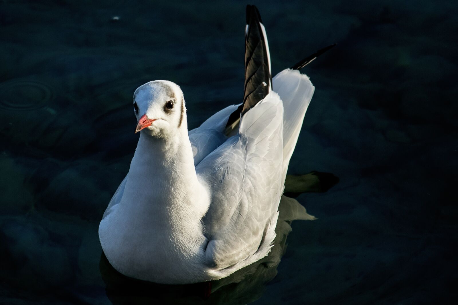 Canon EF-S 55-250mm F4-5.6 IS STM sample photo. Seagull, bird, animal photography