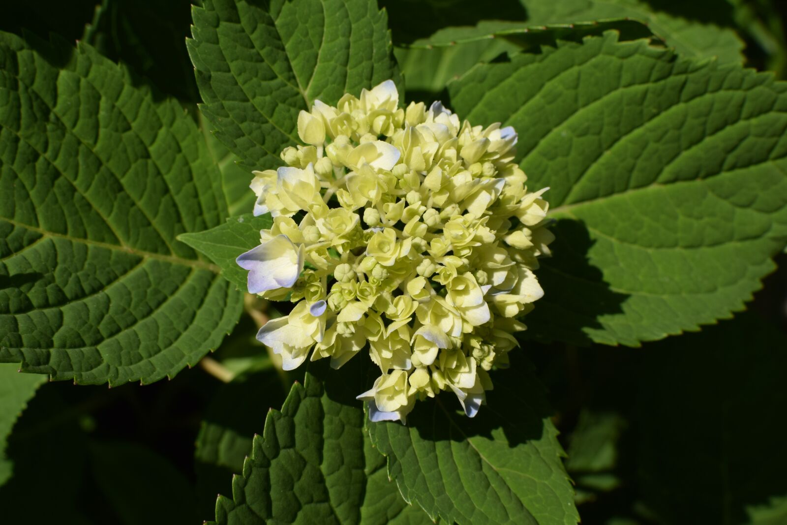 Nikon D3300 sample photo. Hydrangea, plant, shrub photography