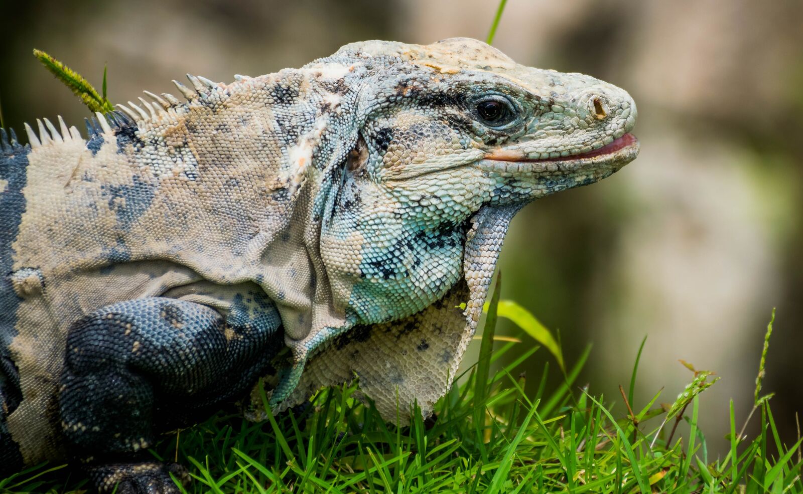 Nikon D5300 sample photo. Iguana, tulum, tulum ruins photography