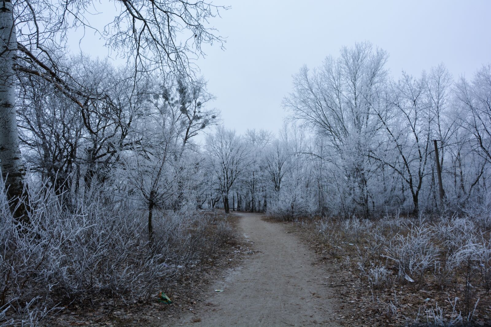 Nikon D5200 sample photo. Winter, forest, trail photography