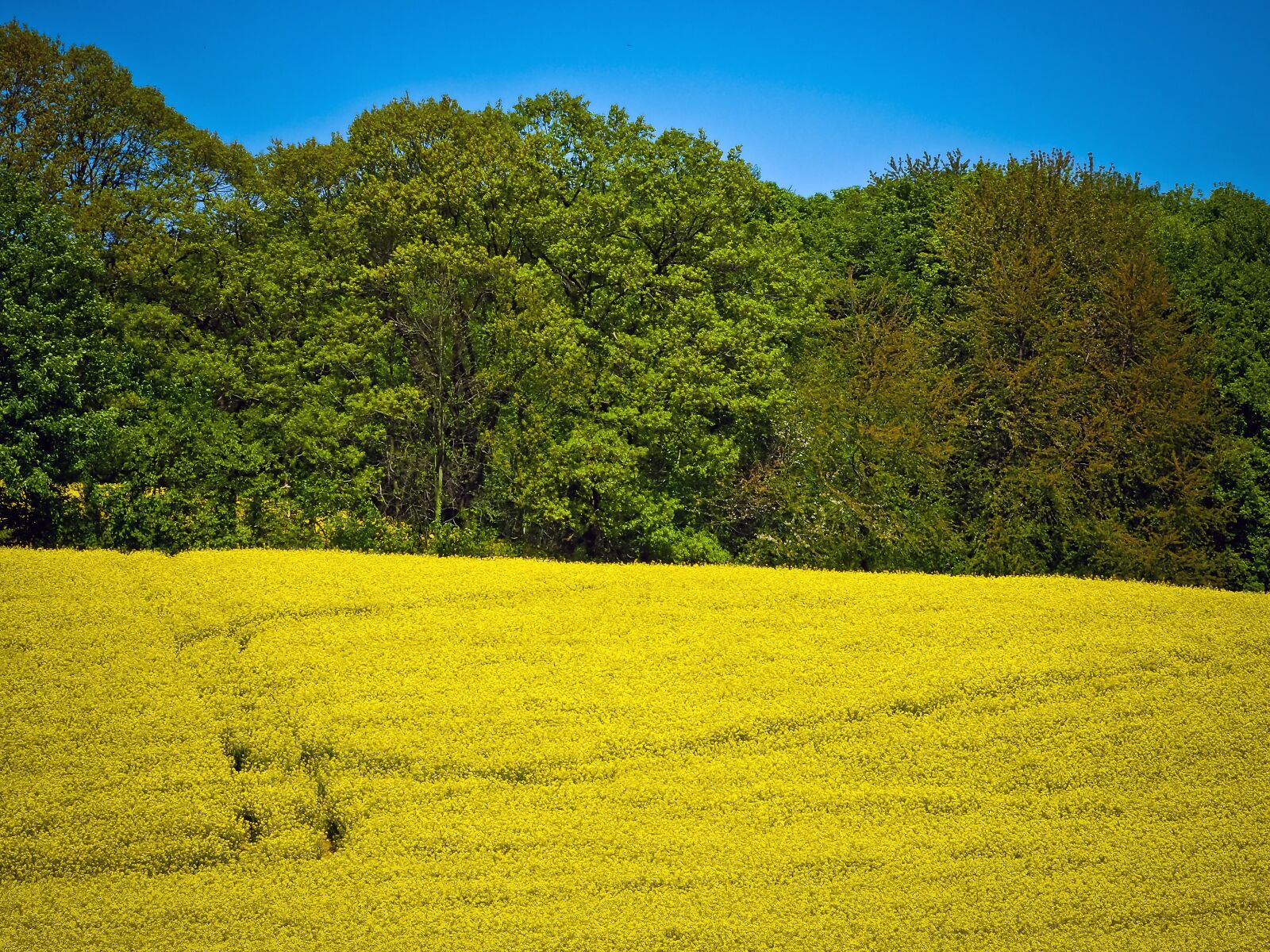 Olympus OM-D E-M10 sample photo. Field of rapeseeds, oilseed photography