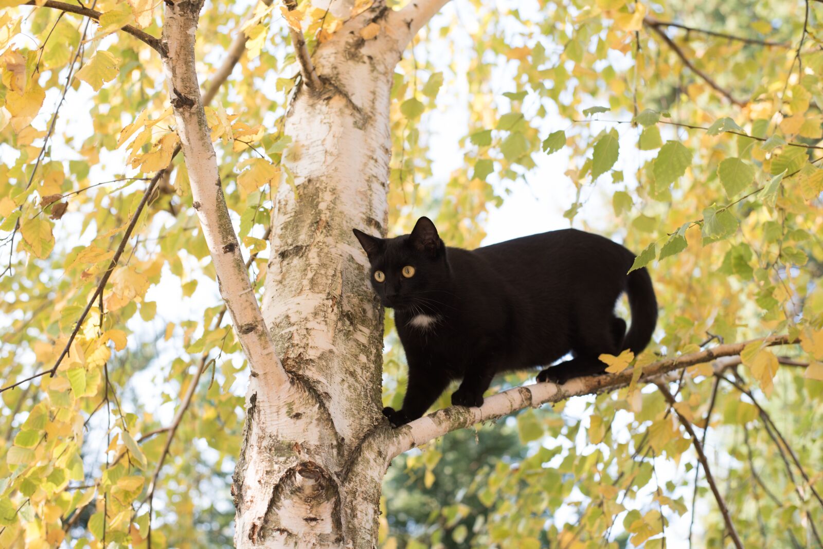 Nikon D750 sample photo. Kitten, cat, black cat photography