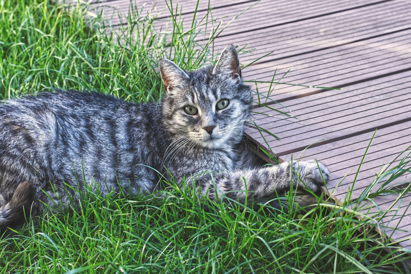 Nikon D7200 sample photo. Cat, satisfied, lying photography