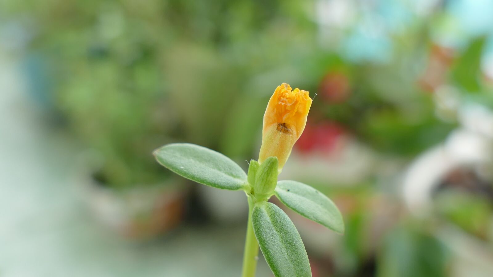 Panasonic Lumix DMC-FZ1000 sample photo. Portulaca grandiflora, flower, vietnam photography