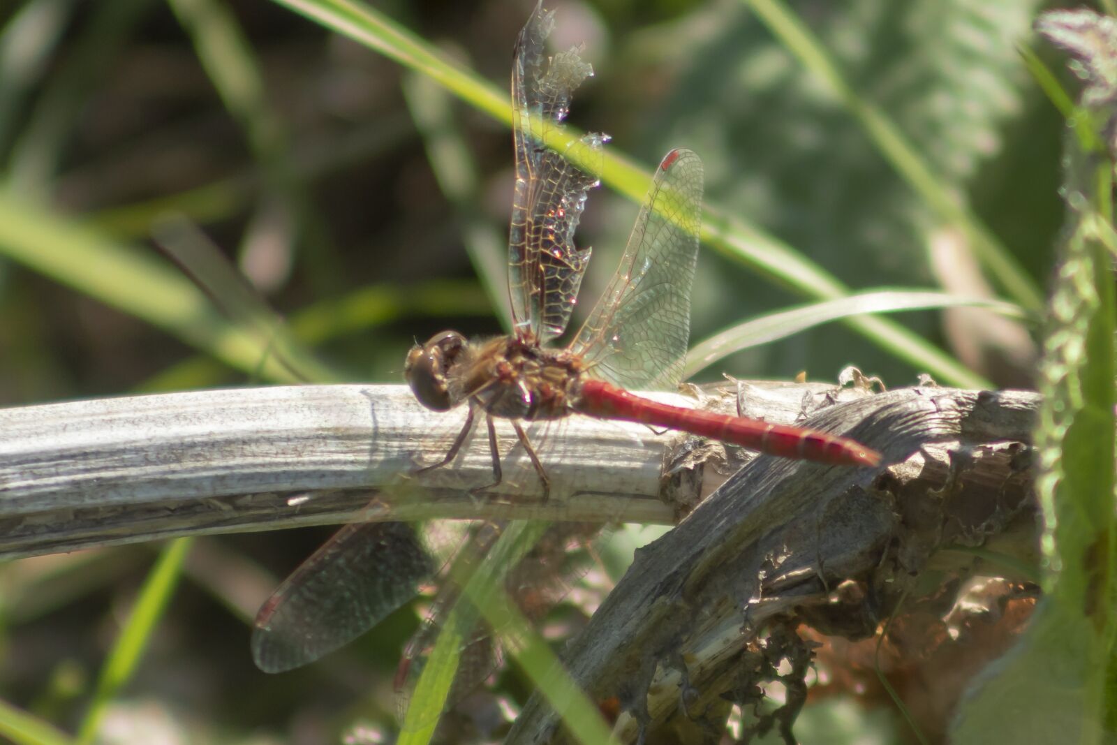 Canon EF75-300mm f/4-5.6 sample photo. Dragonfly, insect, macro photography