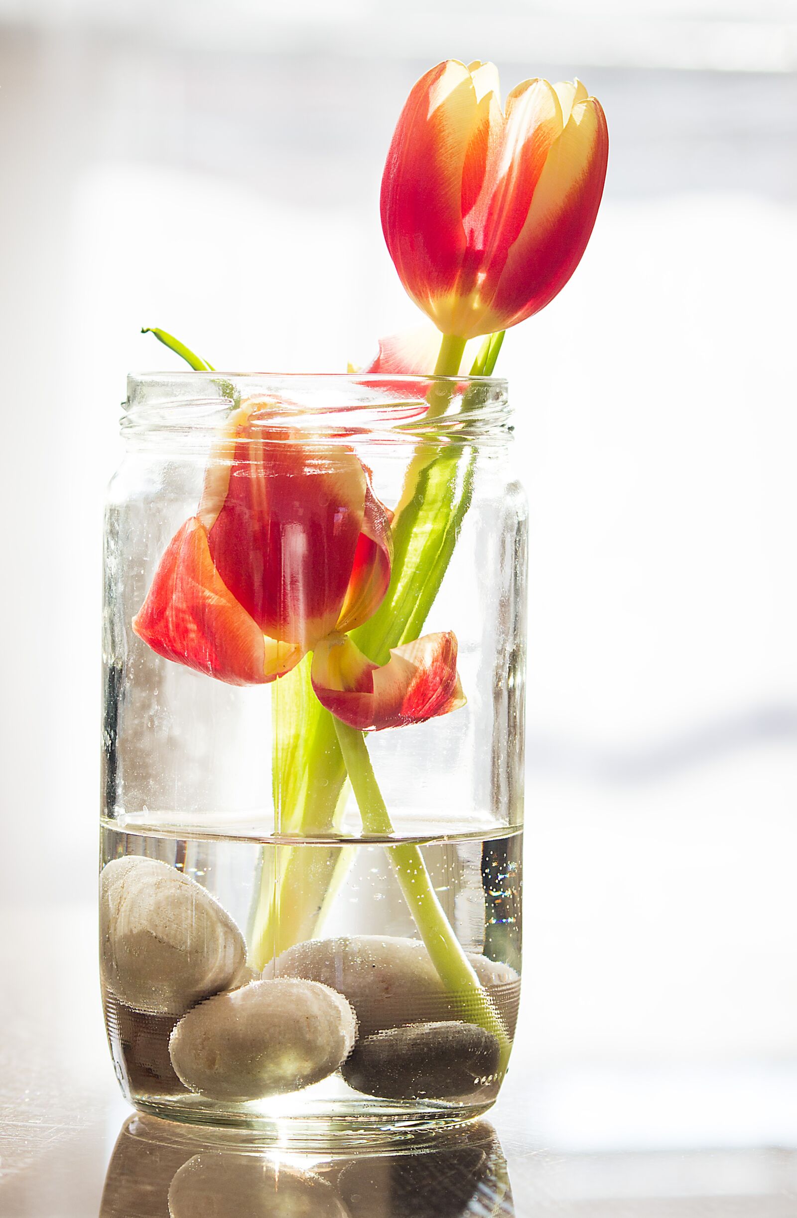 Canon EOS 600D (Rebel EOS T3i / EOS Kiss X5) sample photo. Tulips, spring, flowers photography