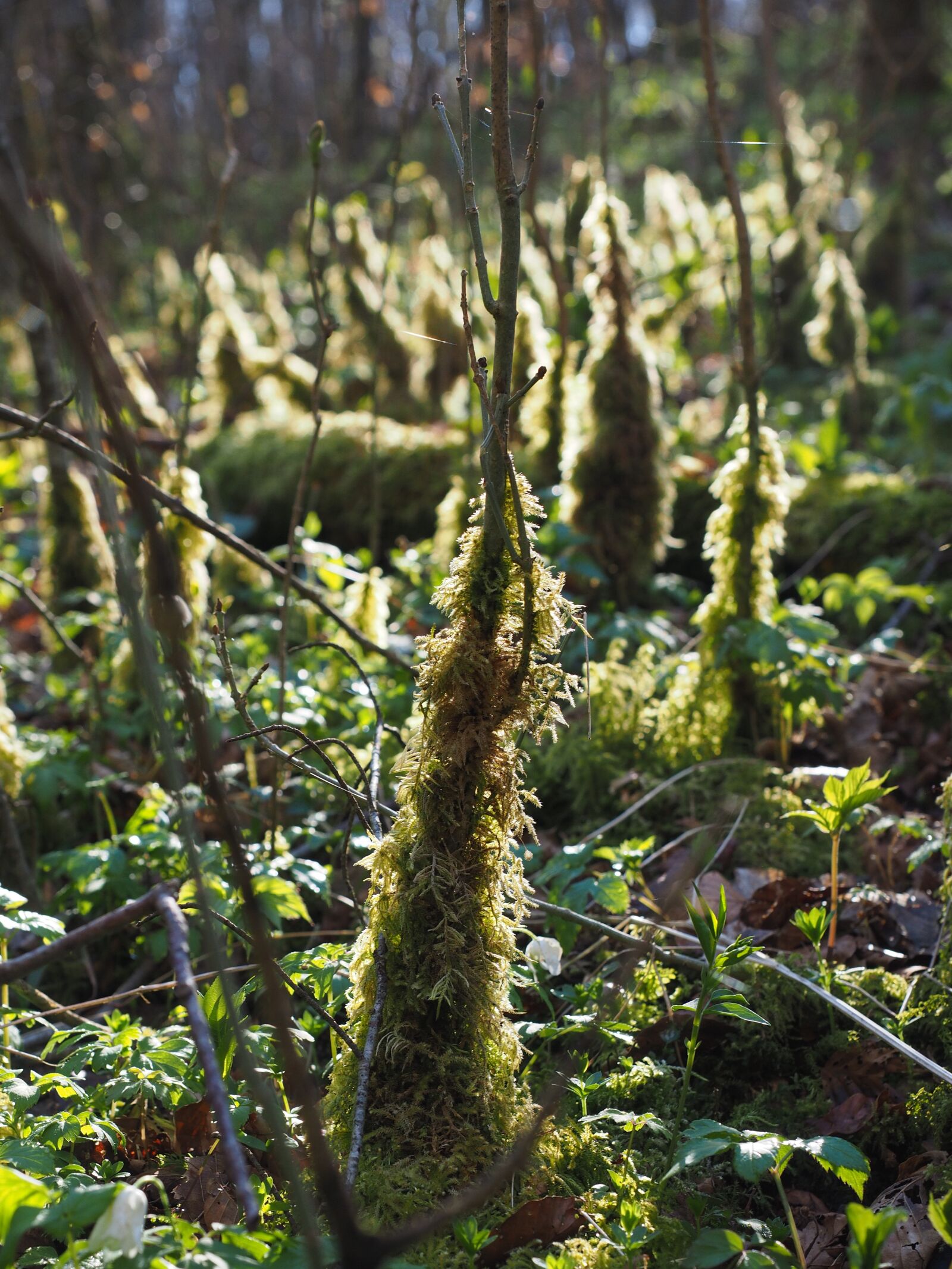 Olympus OM-D E-M1 + Olympus M.Zuiko Digital ED 12-40mm F2.8 Pro sample photo. Moss, bemoost, backlighting photography