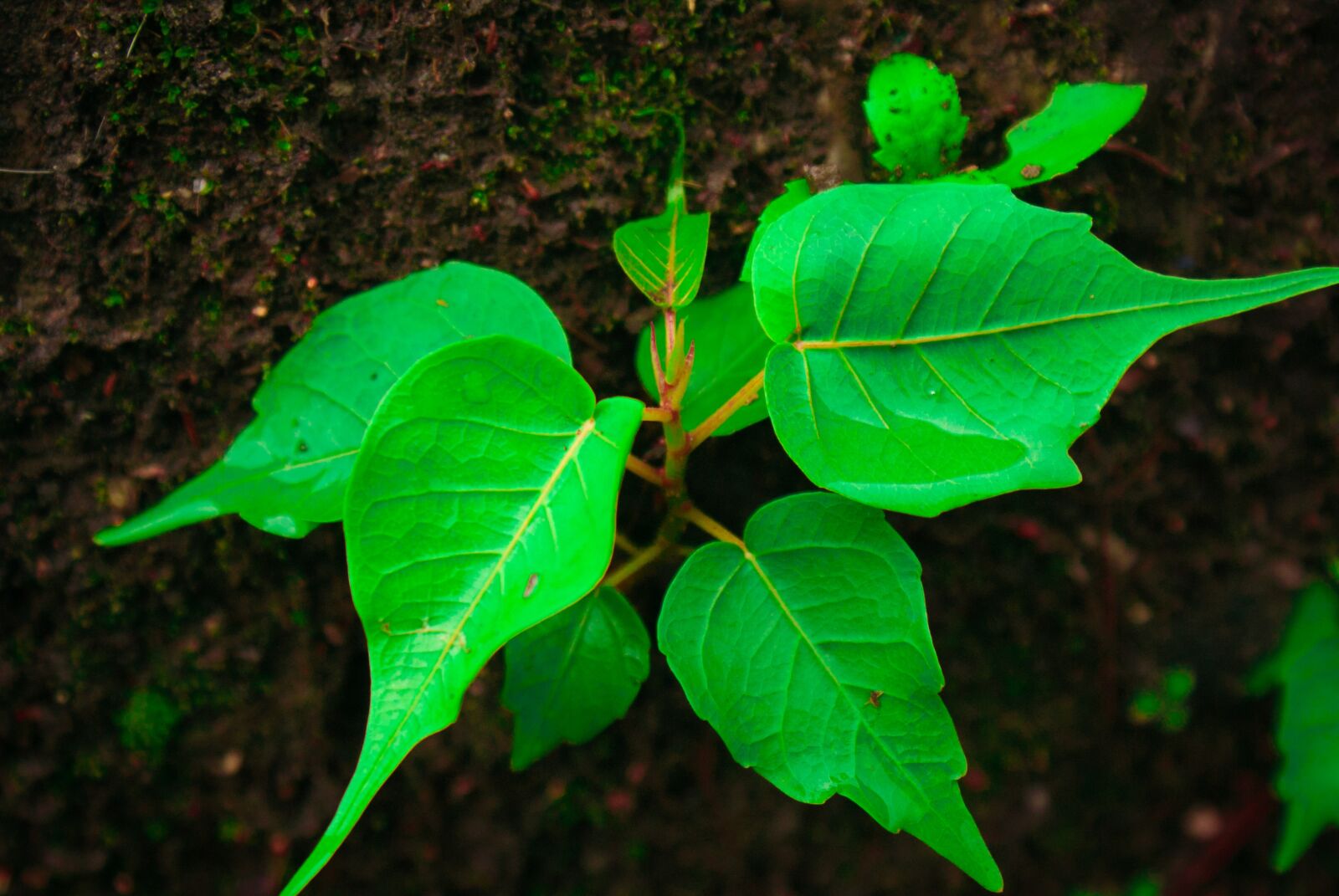 Sony Alpha DSLR-A200 sample photo. My, photo, shoot photography
