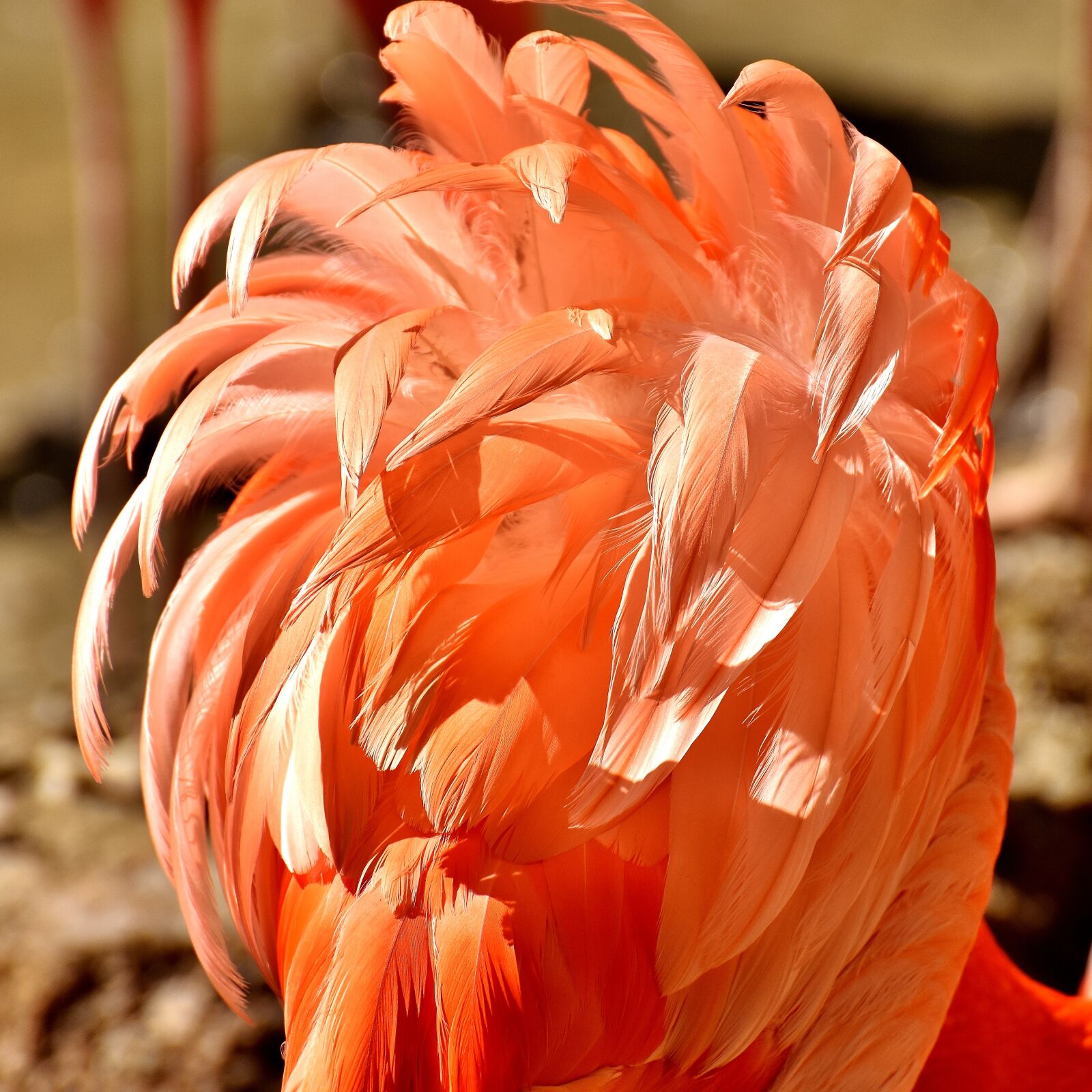 Nikon D7200 sample photo. Flamingo, birds, water bird photography