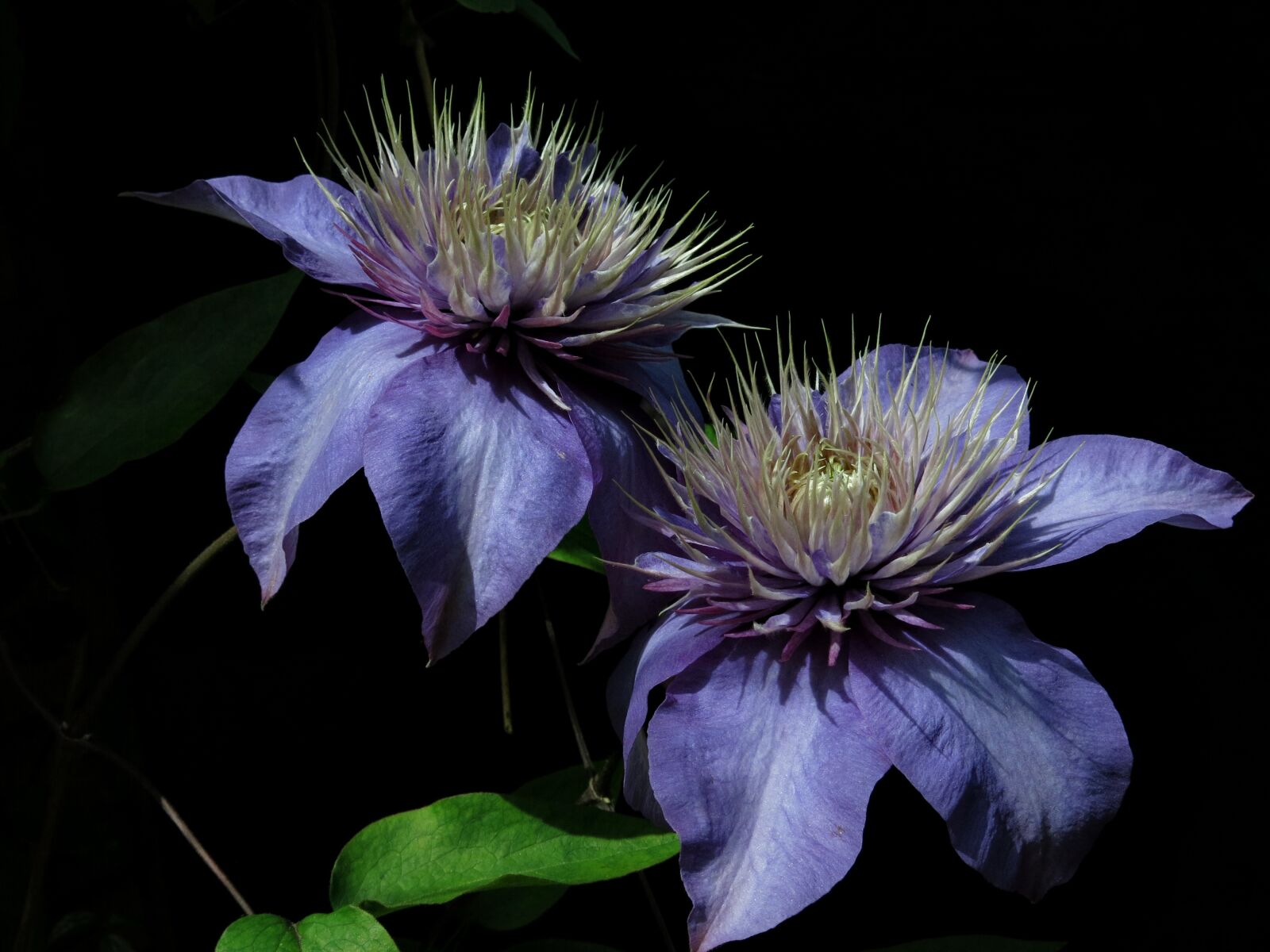 Canon PowerShot G15 sample photo. Multi-blue, clematis, blue photography