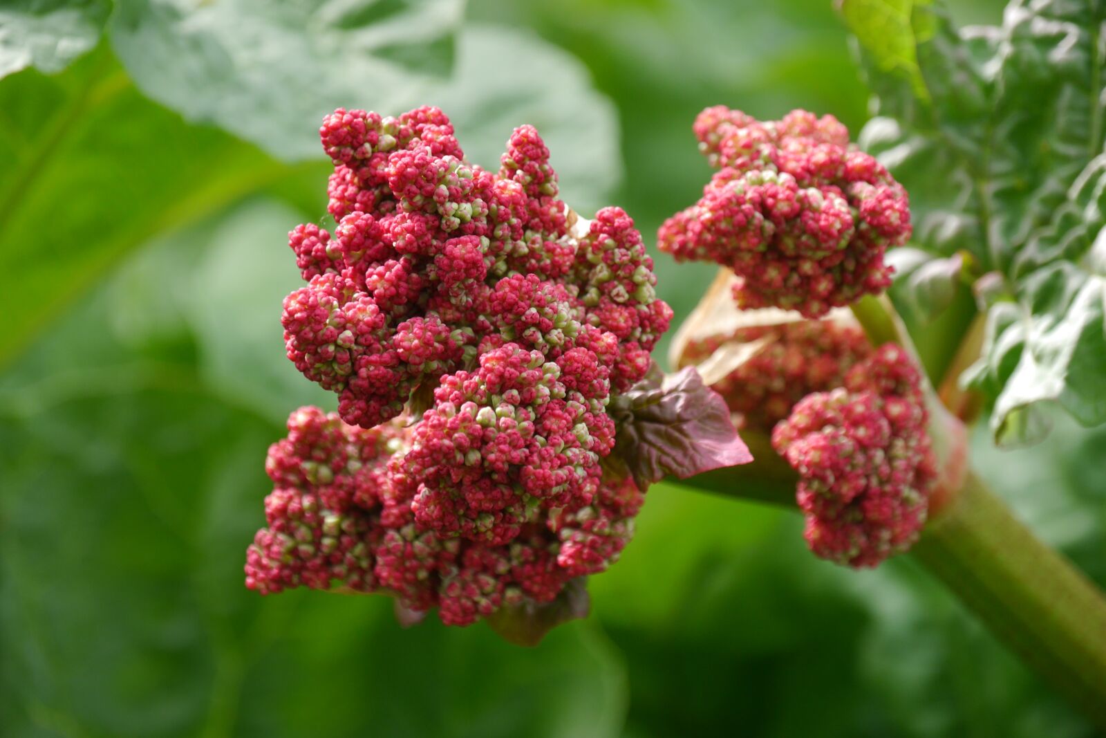 Panasonic Lumix DMC-G6 sample photo. Rhubarb, rhubarb flower, nature photography