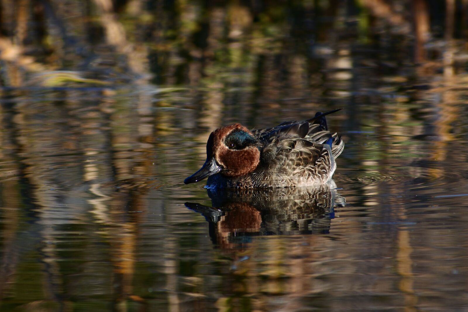 VR 70-300mm f/4.5-6.3G sample photo. Animal, lake, waterside photography