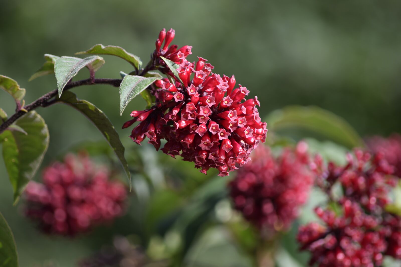 Nikon D5300 sample photo. Nature, flower, plant photography