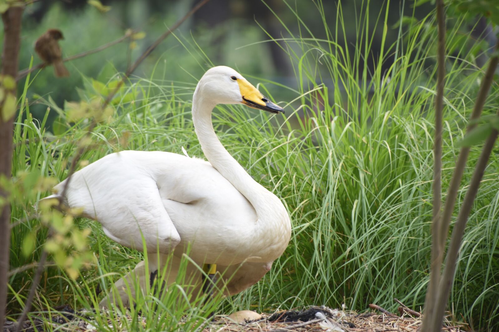 Nikon D7200 sample photo. Goose, egg, animal photography