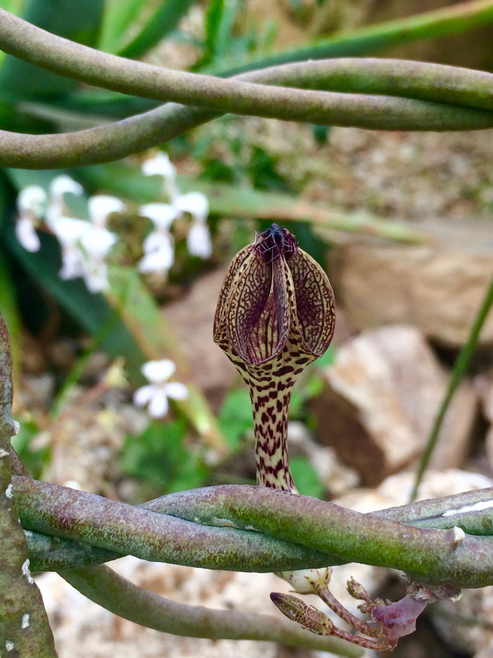 iPhone 5s back camera 4.15mm f/2.2 sample photo. Macro, plant, stem photography