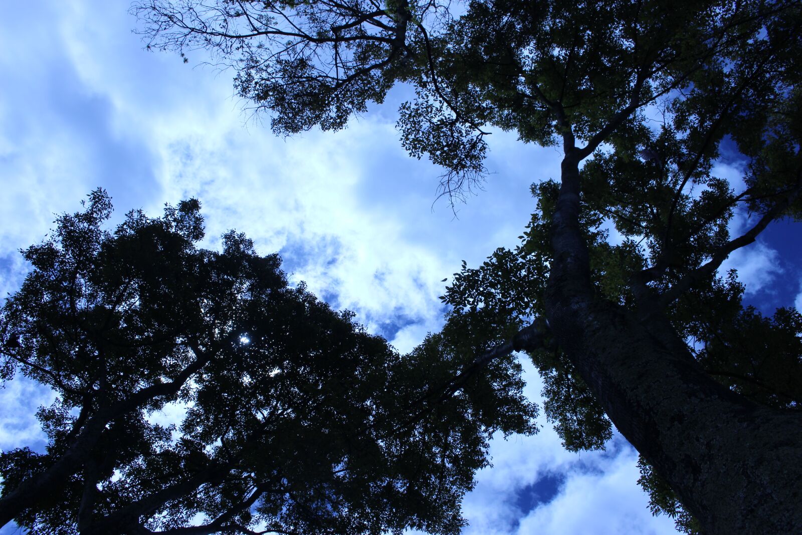 Canon EOS 100D (EOS Rebel SL1 / EOS Kiss X7) sample photo. Trees, nature, backlight photography