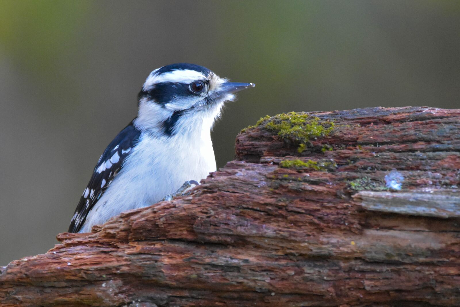 Nikon D3400 sample photo. Nature, bird, woodpecker photography