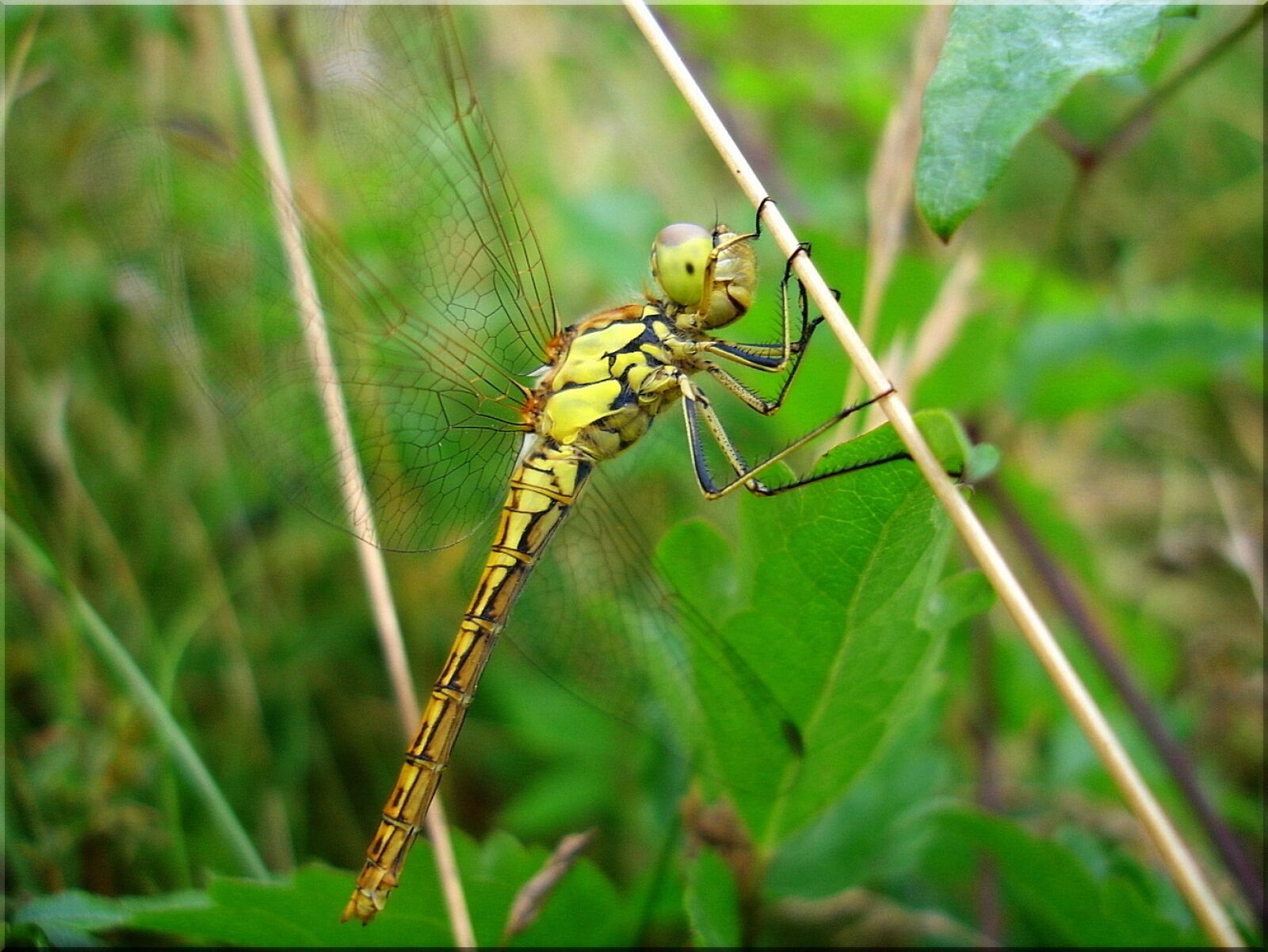 Sony DSC-P200 sample photo. Dragonfly, meadow, summer photography