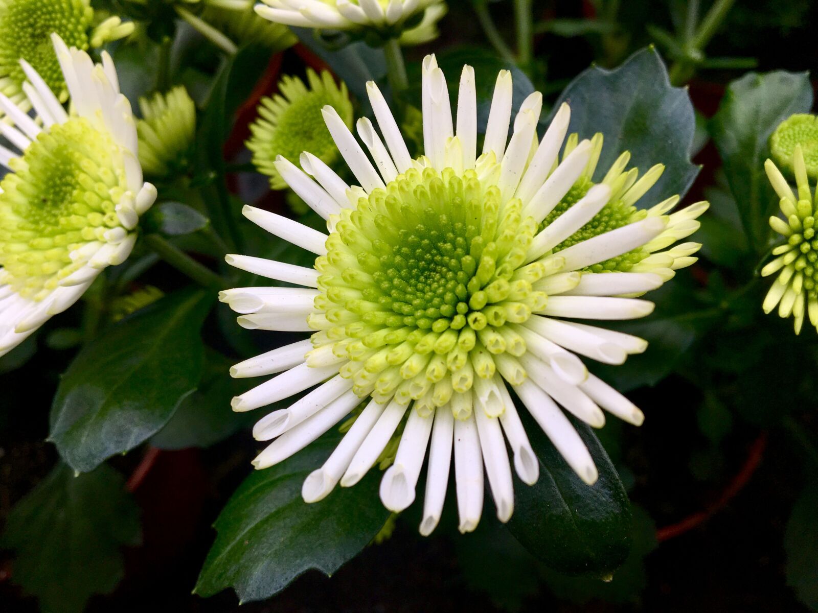 Apple iPhone 6s sample photo. Flower, tender, nature photography