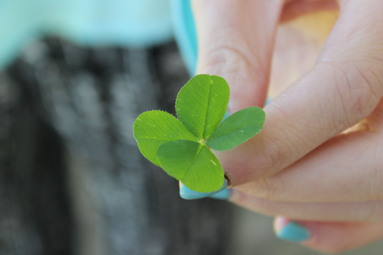 Canon EOS 600D (Rebel EOS T3i / EOS Kiss X5) sample photo. 4, leaf, clover, four photography