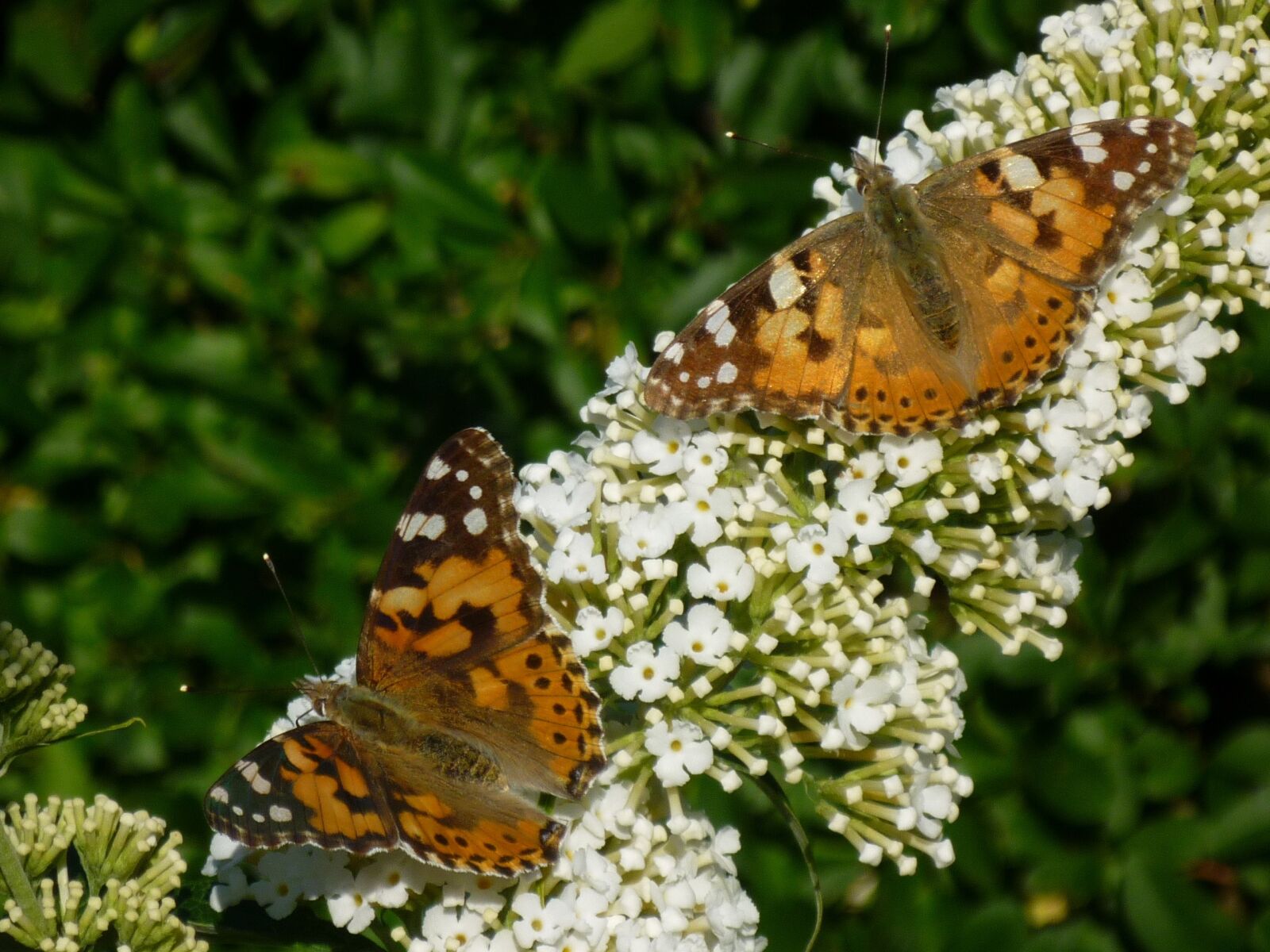 Panasonic DMC-FS15 sample photo. Butterfly, garden, nature photography