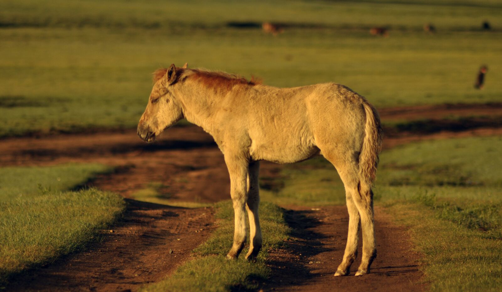 Nikon D90 sample photo. Foal, horse, mongolia photography
