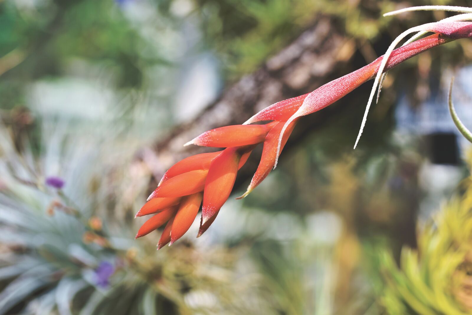 Nikon D7200 sample photo. Bromeliad, pineapple greenhouse, cactus photography